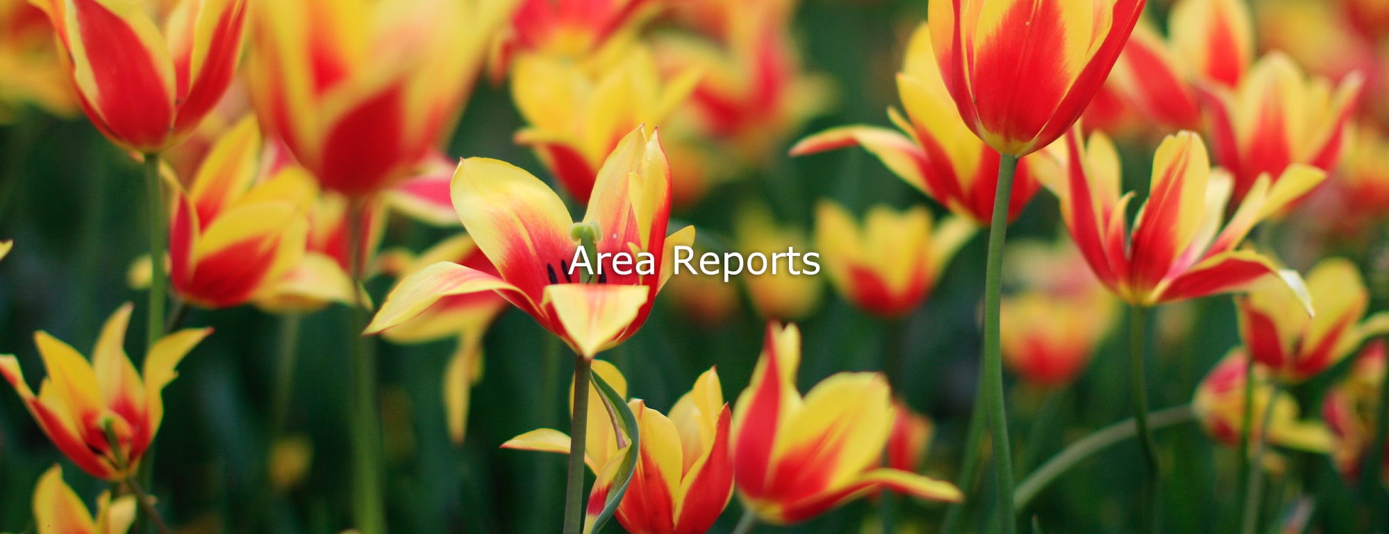 Area Report