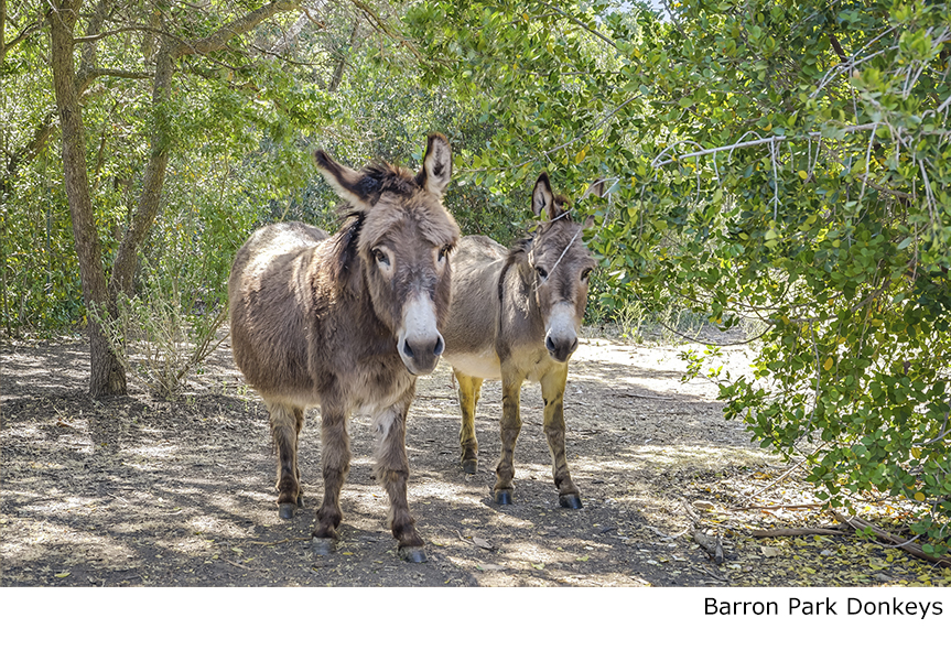 Barron Park Donkeys