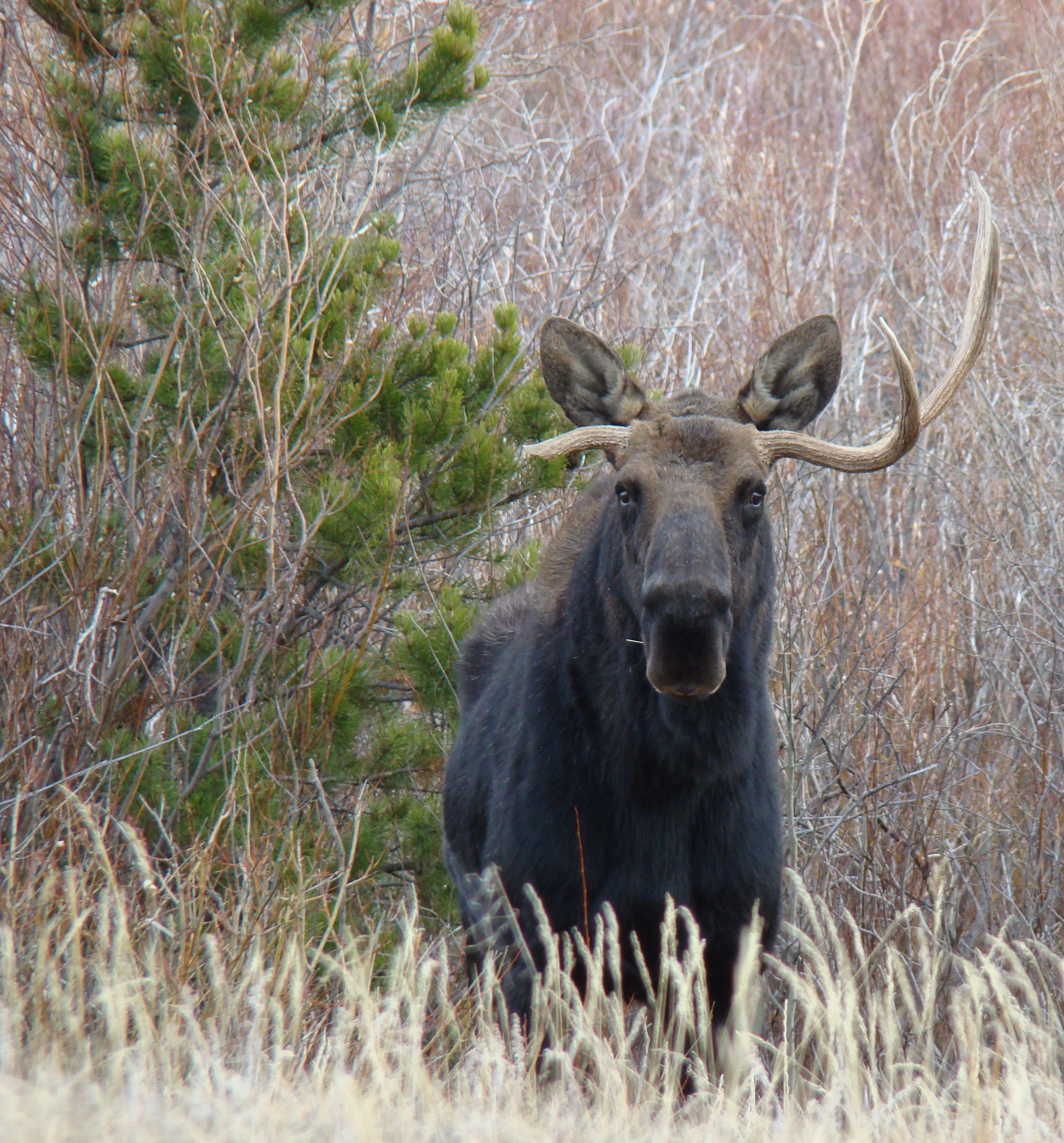 United Country Ponderosa Realty Assoc