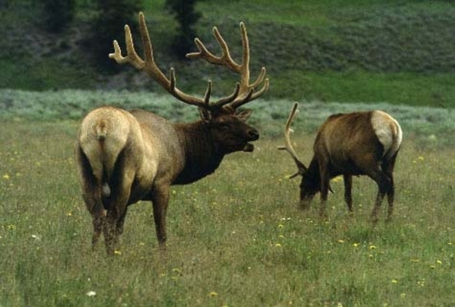 United Country Ponderosa Realty Assoc